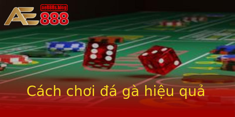 Cách chơi đá gà hiệu quả Cách chơi đá gà hiệu quả